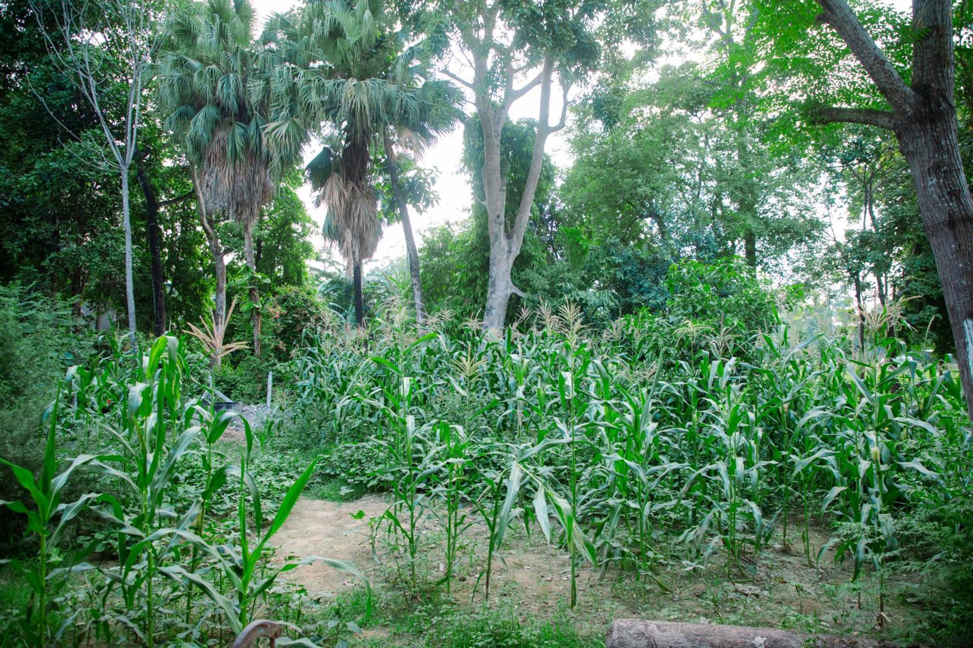 Hotel Shiva'S Dream Sauraha Buitenkant foto